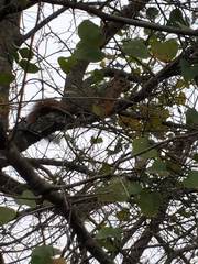 Sciurus niger