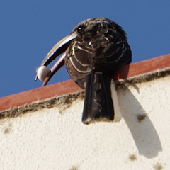 Lophoceros hemprichii