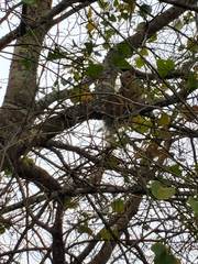Sciurus niger