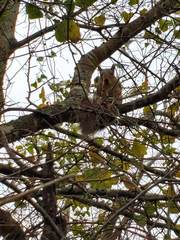 Sciurus niger