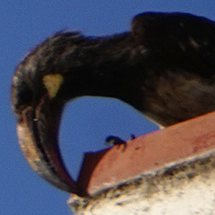 Lophoceros hemprichii