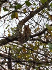 Sciurus niger