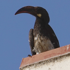 Lophoceros hemprichii