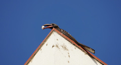 Lophoceros hemprichii