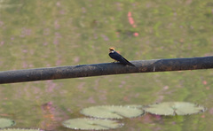 Hirundo smithii