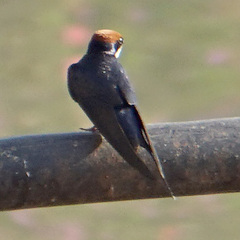 Hirundo smithii