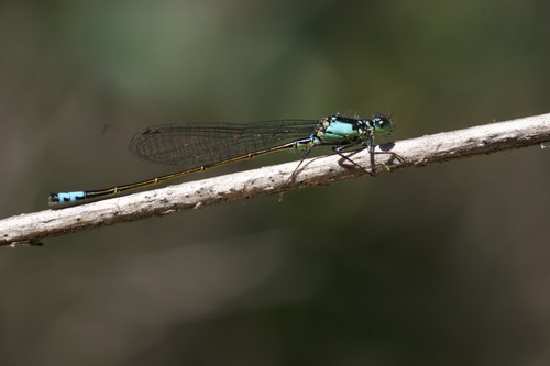iNaturalist observation photo of Pacific Forktail