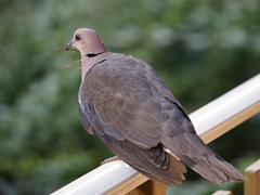 Streptopelia semitorquata