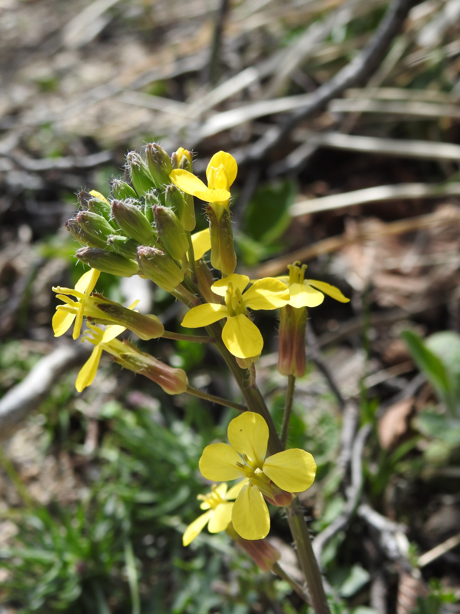 Isle Of Man Cabbage (Coincya monensis)