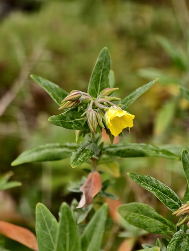 Helianthemum broussonetii, photograph 1