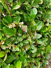 Vanessa atalanta