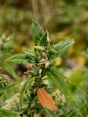 Helianthemum broussonetii, photograph Ben Jobson, CC BY, iNaturalist via GBIF