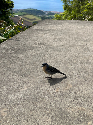 Azores Chaffinch, Vila Franca Do Campo, Azores, PT, photo 6 of 10