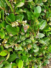 Vanessa atalanta