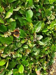 Vanessa atalanta