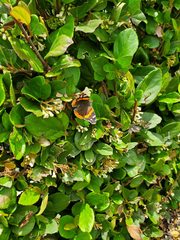 Vanessa atalanta