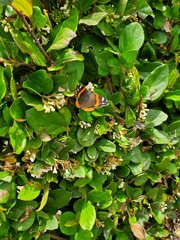Vanessa atalanta