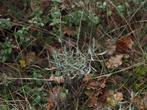 Spike lavender (Lavandula latifolia)