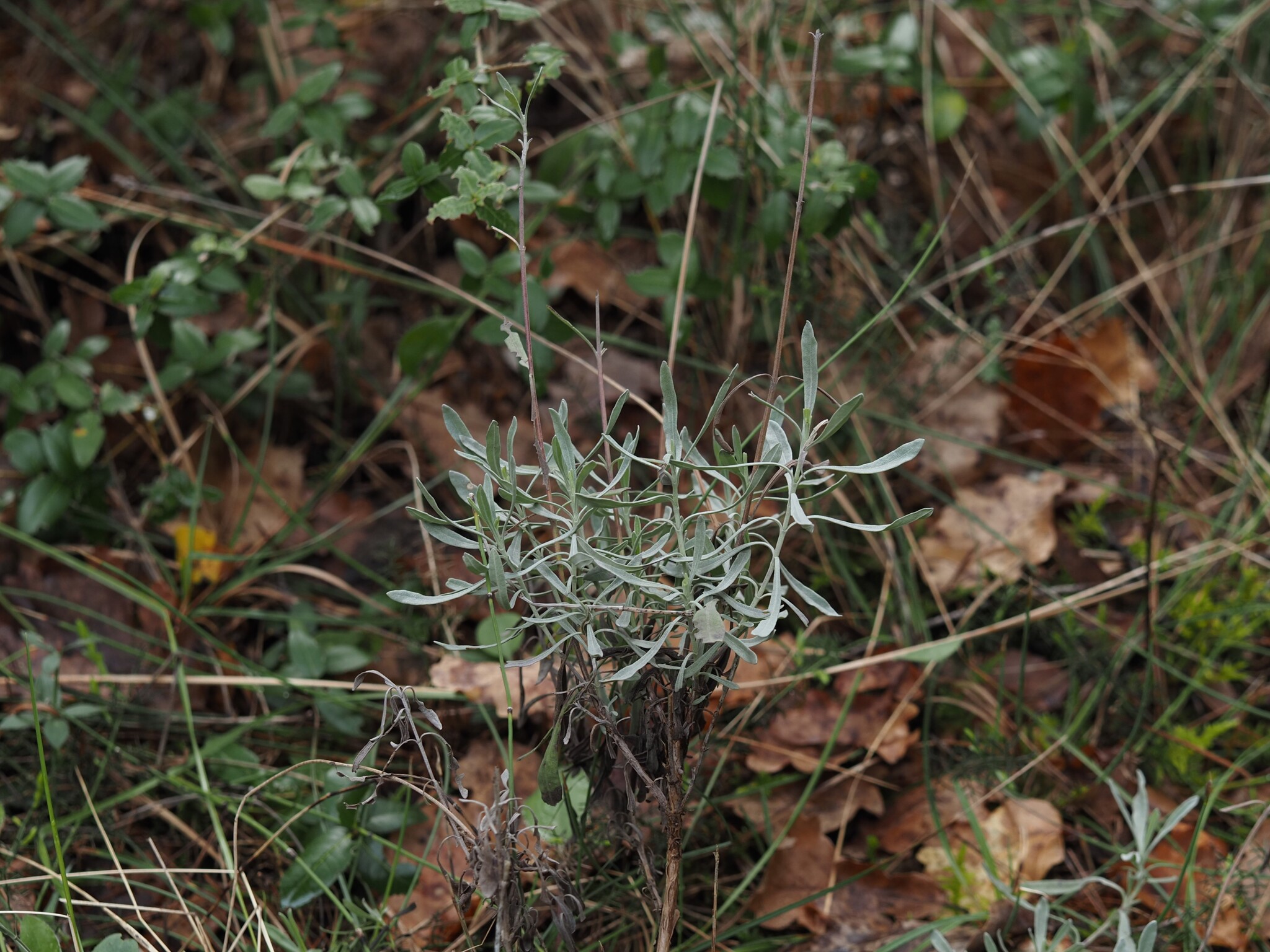 Spike Lavender (Lavandula latifolia)