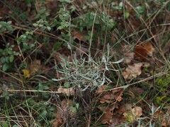 Lavande Aspic (Lavandula latifolia)