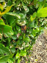 Vanessa atalanta
