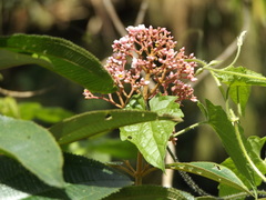 Miconieae