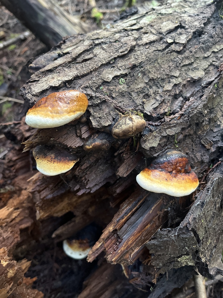 Fomitopsis mounceae
