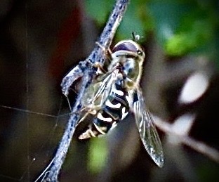 Unknown species found near Garland Ranch Regional Park, Carmel Valley, CA, US