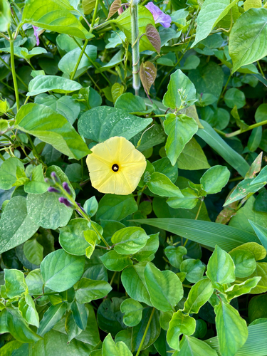 Ipomoea ochracea observed 2026-03-08