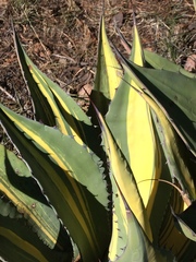 Agave durangensis