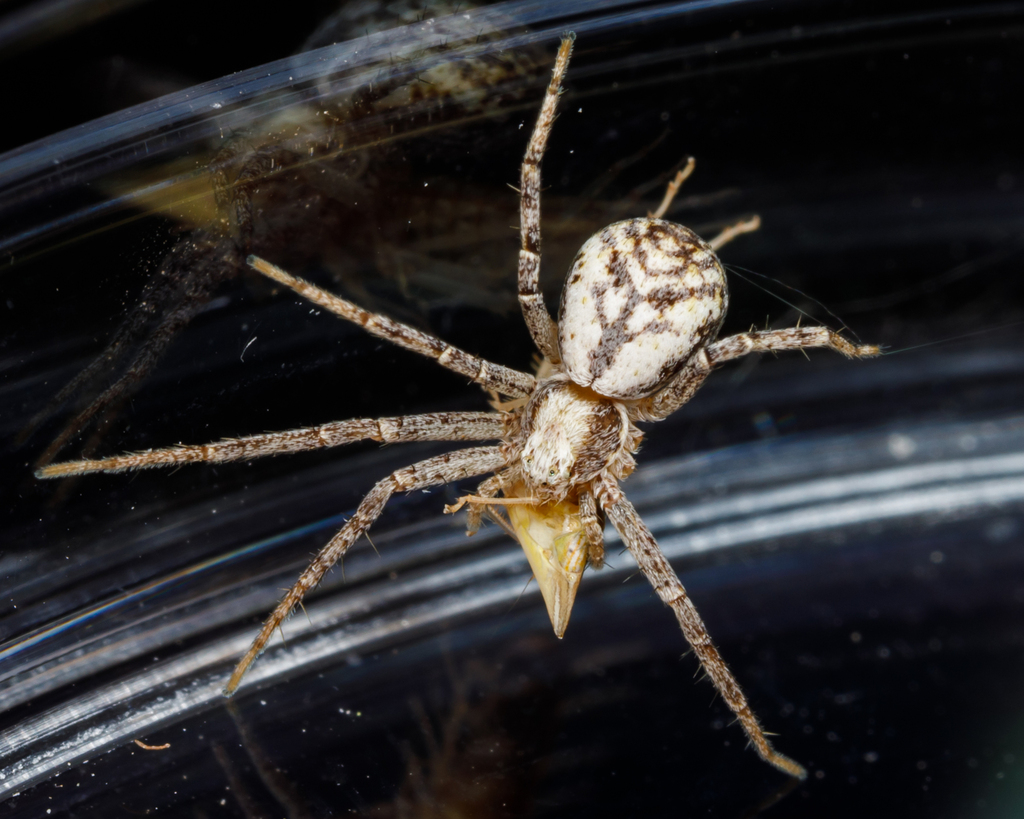 Philodromus imbecillus