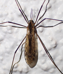 Tipula simplex