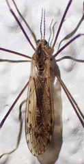 Tipula simplex