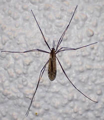 Tipula simplex