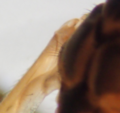 Tipula simplex