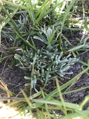 Psilocarphus oregonus