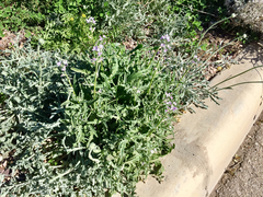 Matthiola parviflora