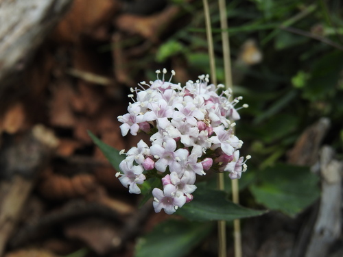Mountain Valerian (Valeriana montana)