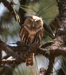 Glaucidium gnoma