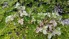Potentilla dombeyi