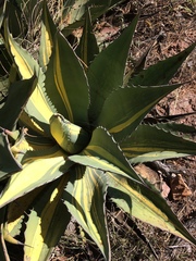 Agave durangensis