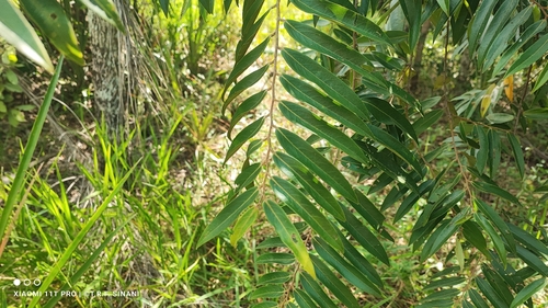 Xylopia aromatica, photograph 2