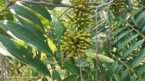 Xylopia aromatica, photograph 1