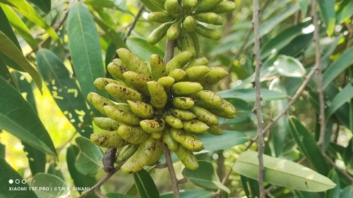 Xylopia aromatica, photograph 3