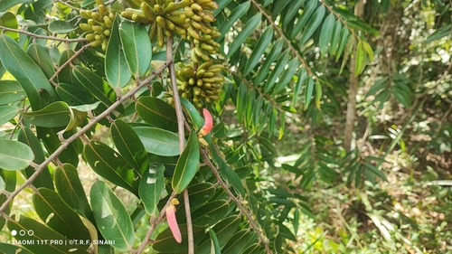 Xylopia aromatica, photograph 4