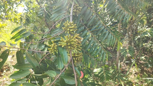 Xylopia aromatica, photograph 5