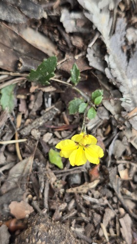 Ivy Goodenia (Goodenia hederacea)
