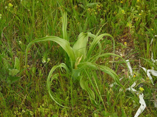 Iris planifolia, photograph 6