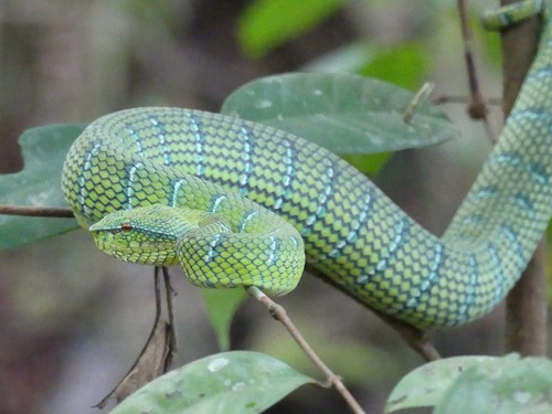 Tropidolaemus subannulatus