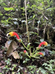 Centropogon granulosus